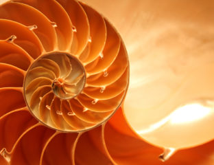 Split nautilus seashell showing inner float chambers